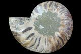 Agatized Ammonite Fossil (Half) - Madagascar #83865-1